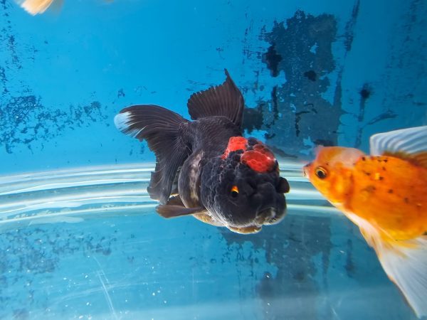 Pez Oranda Bicolor – Belleza en Dos Tonos para tu Acuario