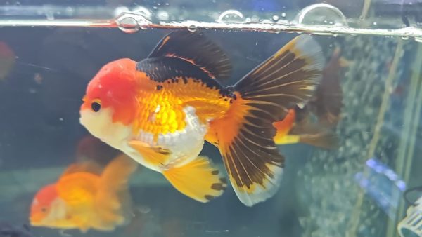 Pez Oranda Apache – Elegancia y Color en tu Acuario