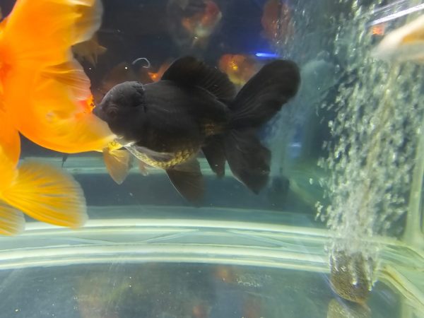 Pez Oranda Black – Elegancia y Distinción en Negro Profundo