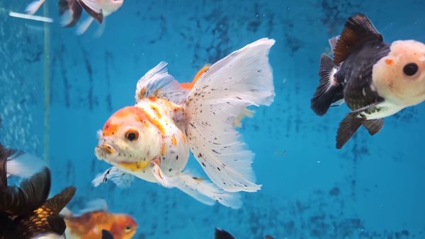 Pez Oranda Calico – Un Espectáculo de Colores para tu Acuario