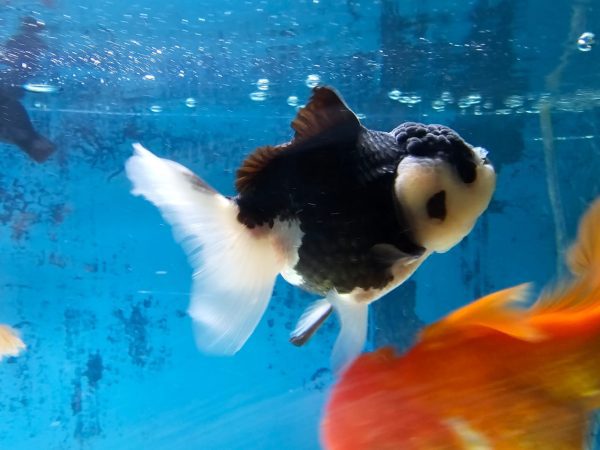 Pez Oranda Panda – Contraste y Encanto en Blanco y Negro