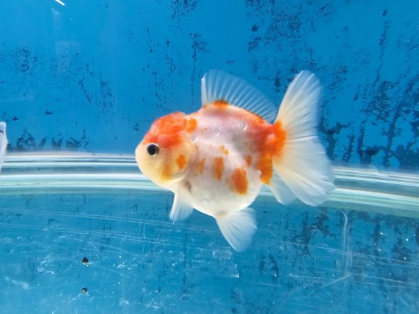 Pez Oranda Sakura – Delicadeza y Belleza Inspirada en la Flor del Cerezo