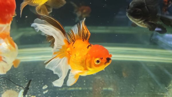 Pez Oranda Tiger – Fuerza y Estilo en un Solo Pez