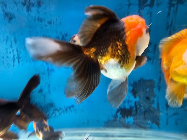 Pez Oranda Tricolor – Equilibrio Perfecto en Tres Tonos