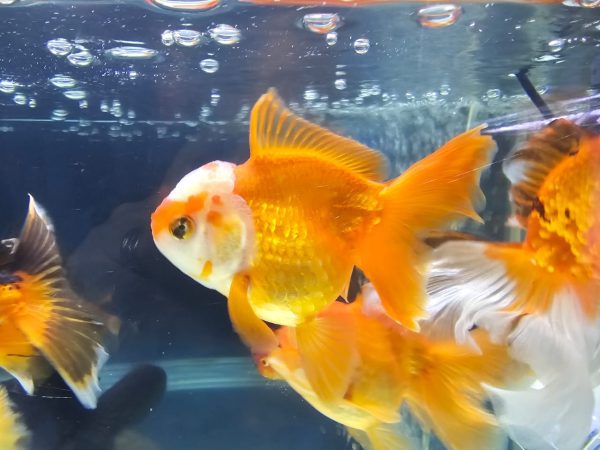 Pez Oranda Yamagata – Elegancia Japonesa en Tu Acuario