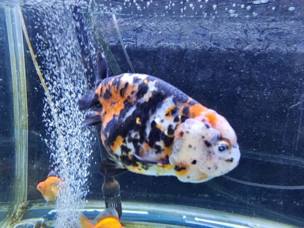 Pez Ranchu Calico – Color y Elegancia en Forma Compacta