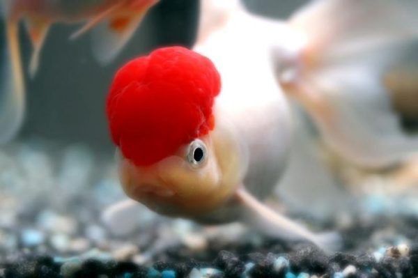 Pez Oranda Red Cap – El Ícono Clásico del Acuario